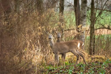 Doğu Polonya 'da çalılıklarda bir çift yumurta geyiği.