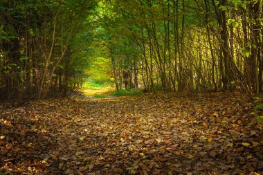 Güneşli bir Ekim gününde, Polonya 'nın doğusunda düşen yapraklarla dolu bir orman sokağı.