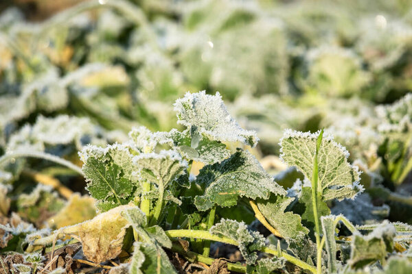 A close-up of frosted green rapeseed on a sunny December day in eastern Poland