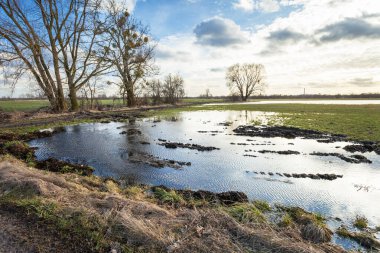 Büyük ağaçlı kırsal yeşil çayır suları.