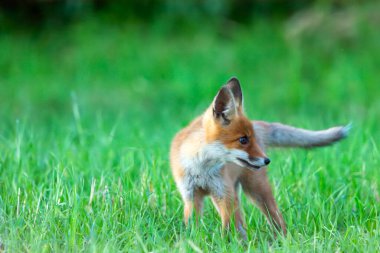 Yeşil çimlerde küçük tilki, yaz günü