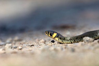 Kayalık zeminde sürünen bir çim yılanı, ilkbahar günü, doğu Polonya