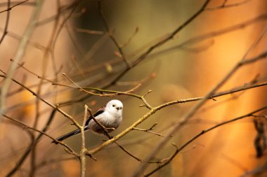 Long-tailed tit bird sitting on a branch, March day, eastern Poland