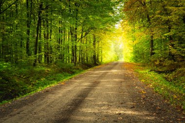 Sonbaharın ilk günlerinde Polonya 'nın Nowiny şehrinde toprak bir yol vardı.