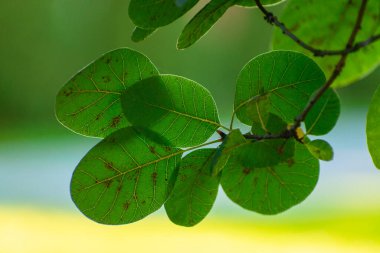 Yeşil yapraklı bir dal, güneşe karşı görüş.