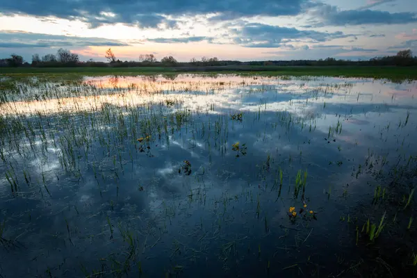 Islak bir çayır ve akşam bulutları suya, ilkbahar manzarasına, Nowiny 'ye, Lubelskie' ye, Polonya 'ya yansıdı.