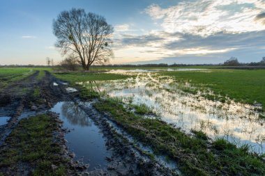 Kırsal bir yolda yağmur üstüne yağmur ve bir ağaçlı çayır, bahar günü, doğu Polonya