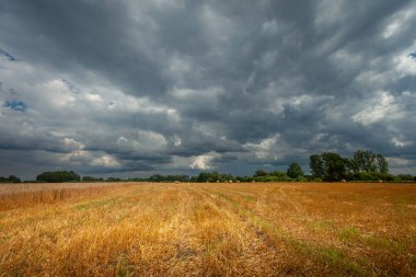 Polonya 'nın doğusundaki kırsal bir tarlada kara fırtına bulutları