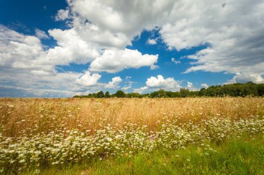 Çiçekli bir çayır ve berrak bir gökyüzü, bir yaz manzarası, doğu Polonya