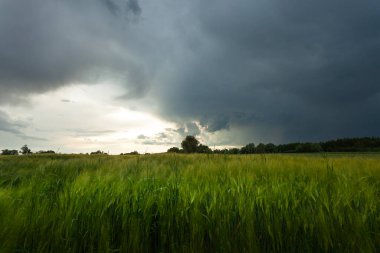 Kırsal bir alanda yeşil taneli kara fırtına bulutları