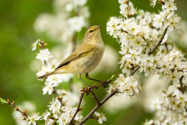 Çiçek açan meyve ağacının dalında oturan sıradan bir şifalı kuş, bahar günü, Zarzecze, doğu Polonya