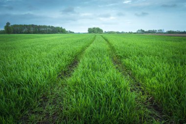 Yeşil bir tarımda teknolojik bir yol, ilkbahar günü.