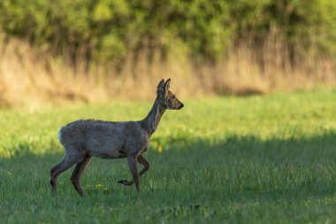 Yeşil çayırda duran tüylü yumurta geyiği, bahar akşamı, Nowiny, doğu Polonya