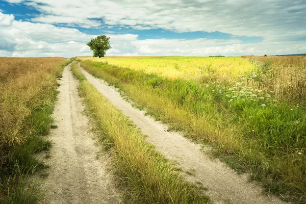 Ufukta yalnız bir ağaç ve yaz günü gökyüzünde bulutlar olan tahıl tarlasından geçen toprak bir yol görünüyor.