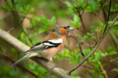 Papatyalı bir kuş bir dala oturur, bahar günü, Zarzecze, Polonya