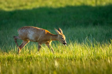 Genç bir geyik yeşil bir çayırda yürüyor, ilkbahar günü, Nowiny, doğu Polonya