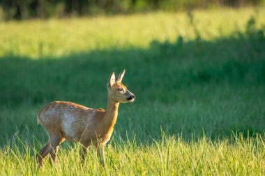 Yeşil çayırdaki genç yumurta geyiği
