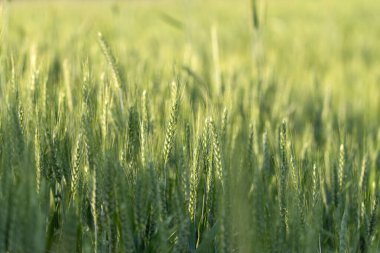 Yeşil üç ölçekli tarımın arka planında güneş ışığı, Nowiny, Polonya