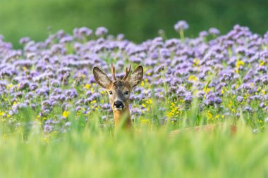Yumurta geyiği çiçek açan bir safhada duruyor, Nowiny, Lubelskie, Polonya