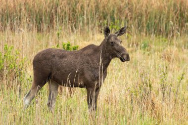 Büyük bir geyik çimlerin üzerinde duruyor, Nowiny, Polonya