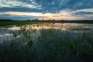 Sel basmış çayır ve bulutlar gün batımından sonra, Nowiny, Lubelskie, Polonya