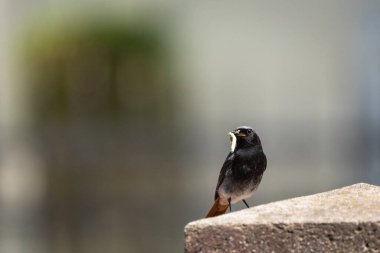 Doğu Polonya 'daki taş bir duvarda gagasında solucan olan siyah, erkek bir kızıl kuş oturuyor.