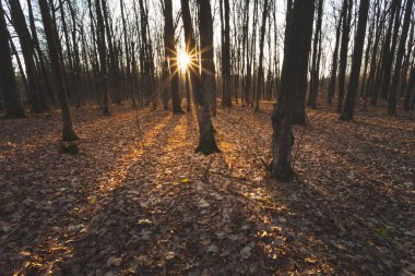 Düşen yapraklarla karanlık bir ormanda güneş ışığı, Nowiny, Polonya