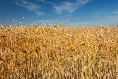 Altın bir tahıl tarlası ve mavi gökyüzü manzarası