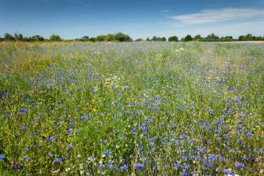 Çiçekli ve mavi gökyüzü olan çayır manzarası, yaz günü, Wolka Czulczycka, Polonya