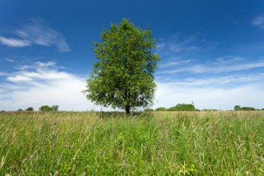Çayırda büyük yeşil ağaçla yaz manzarası ve beyaz bulutlu mavi gökyüzü