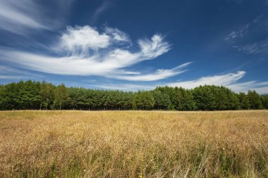 Ufukta yeşil bir ormanı ve mavi gökyüzünde muhteşem beyaz bulutları olan olgun kahverengi kolza tohumu tarlası, Zarzecze, Polonya