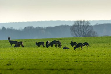 Doğu Polonya 'daki yeşil bir çayırda bir yumurta geyiği sürüsü.