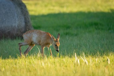 Genç bir geyik çayırda yürüyor, güneşli bir bahar günü, Nowiny, doğu Polonya