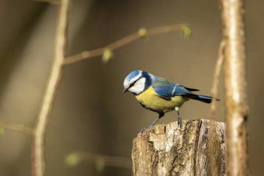 A Blue Tit (Cyanistes caeruleus) Resting on a Tree Stump, spring sunny day
