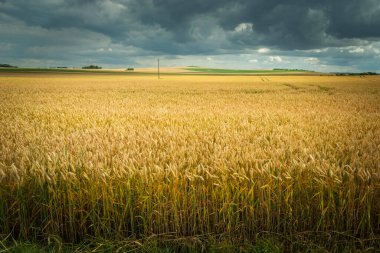 Polonya 'nın doğusunda Staw adında bir buğday tarlasının üzerinde bulutlu yağmurlu bir gökyüzü