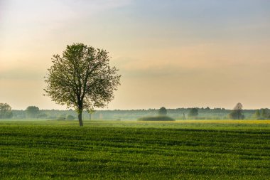 Yeşil bir kırsal alanda büyüyen tek bir ağaç sisli bir bahar günü, Czulczyce, doğu Polonya