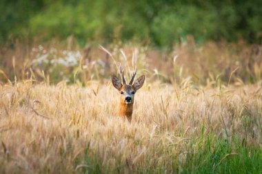 Tahıl tarlasında roe geyiği