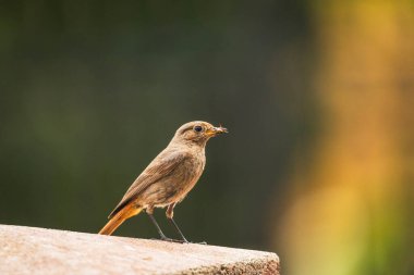 Doğu Polonya 'da yaz günü, bir duvarda duran siyah, dişi bir kuş görülüyor.