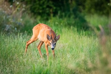Yumurta geyiği kokluyor, yaz günü, Nowiny, doğu Polonya