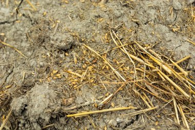 Polonya 'nın doğusundaki hasattan sonra kuru zeminde bulunan tahıl ve samanların yakın plan çekimi.