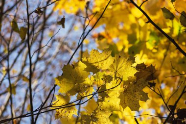 Sarı akçaağaç yaprakları güneş tarafından aydınlatılır, sonbahar manzarası