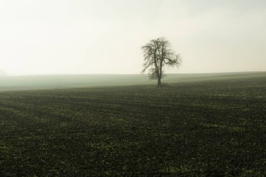Polonya 'nın doğusunda, Pokrowka' da, sislerin arasında yapayalnız bir ağaç.