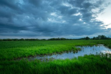 A puddle of rainwater on a green meadow and a cloudy sky, Nowiny, Poland