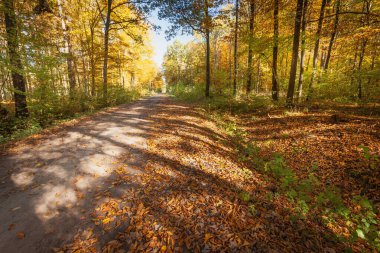 View of a dirt road in a sunny autumn forest, Nowiny, eastern Poland