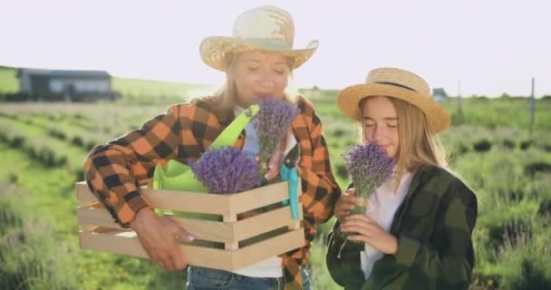 農場にいる農夫の娘が一緒にラベンダーの収穫を見つめている 幸せな家族 母親の子供は夏にラベンダープランテーションで一緒に歩きます スローモーション 小規模ファミリービジネスコンセプト — ストック動画