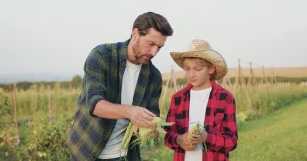 Pai Agricultor Mostra Filho Como Milho Campo Milho Família Agricultores — Vídeo de Stock