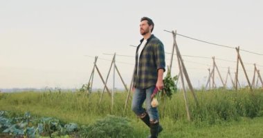 Çiftçi bir çiftlikte pancar kökü tutarak tarlada yürüyor. Adam sahada yürüyor ve sepetten sağlıklı yetişmiş yiyecekleri tutuyor ve onları zevkle inceliyor. Doğal sağlıklı yiyecekler. Tarım gıda endüstrisi