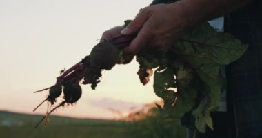 Taze toplanmış havuçları çıkarıp kameraya gösteren bir çiftlik uzmanı. Çiftçi adam elinde sebze, havuç ve kırmızı pancar tutuyor, gün batımında toprakla kirlenmiş. Yavaş çekim.
