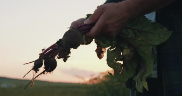 Luk Landbrugsspecialisten Trække Sig Friskplukkede Gulerødder Vises Kameraet Farmer Mand – Stock-video