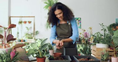 Güzel, genç, Afro-Amerikan kadın çiçekçi çiçekçiyi çiçekçinin masasına koyuyor. Çiçekçide çalışan genç bir bayan çiçekçi. Çiçekçilik ve insan konsepti. Yavaş çekim.